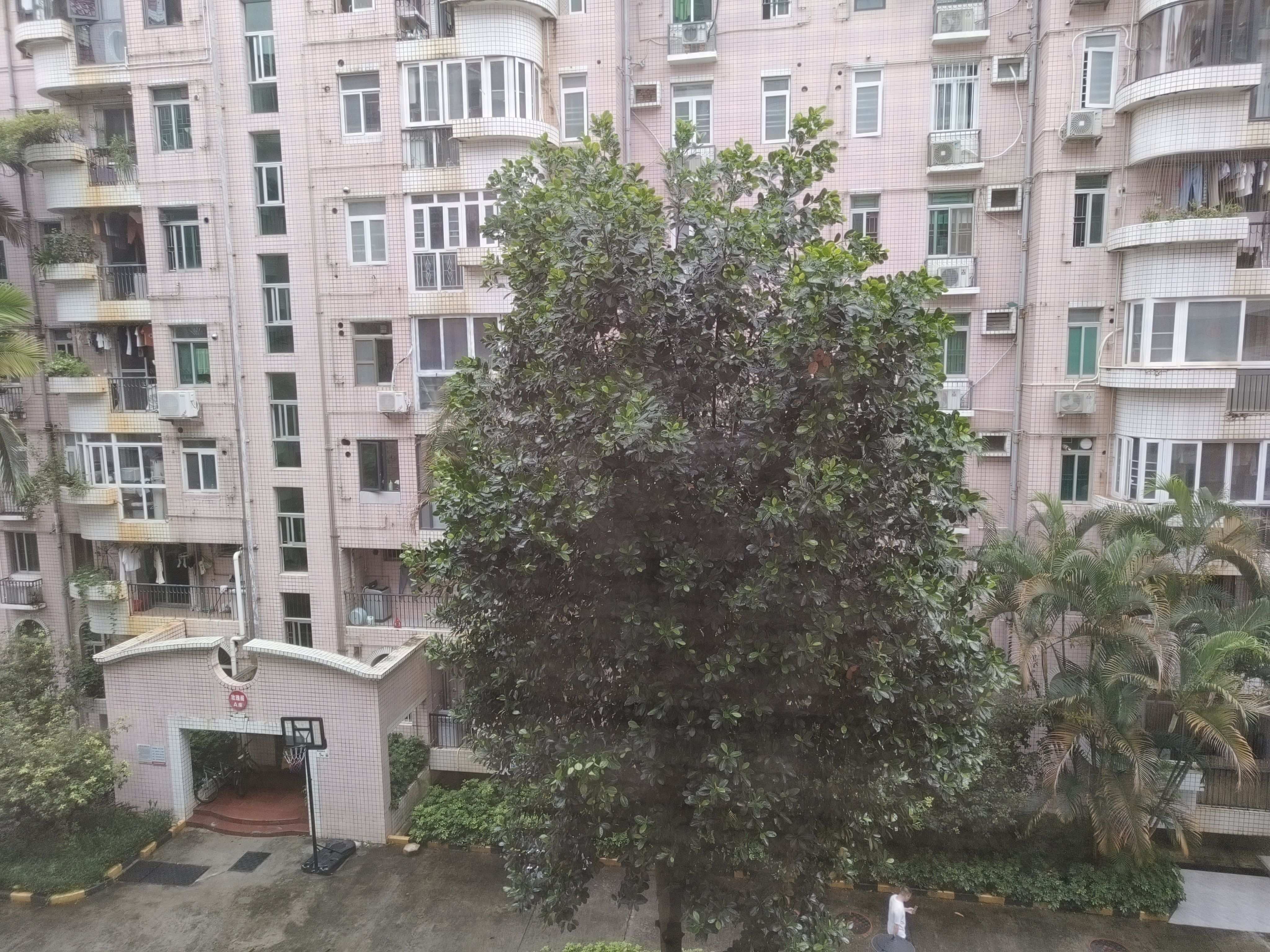 房子户型好，通透采光好，住起来很舒适-中山紫荆苑租房