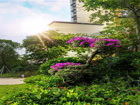 龙平紫园一期实景图