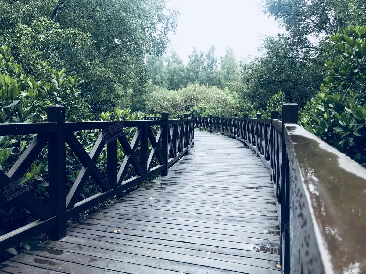 红树景园666