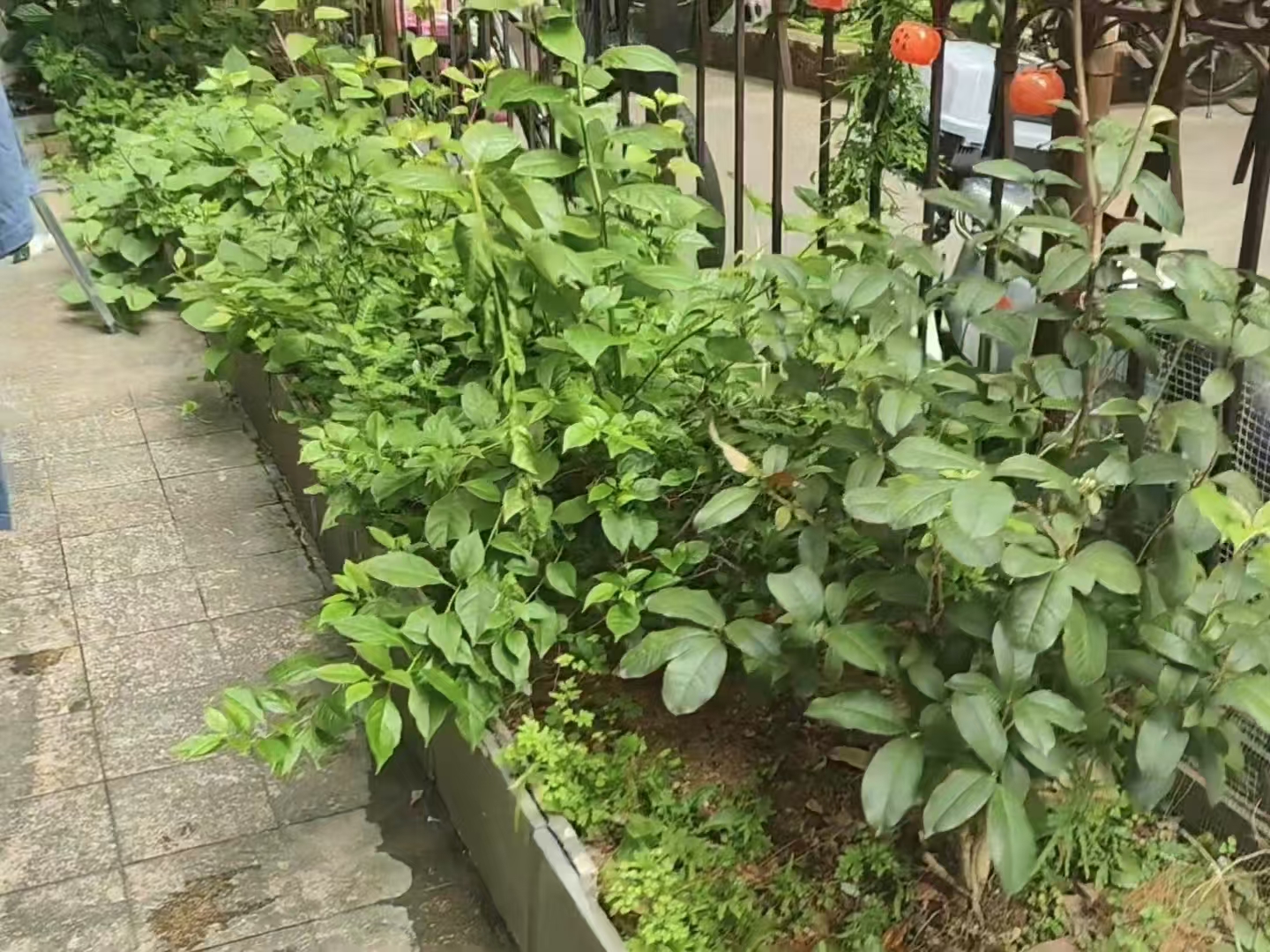 泰华苑视频看房